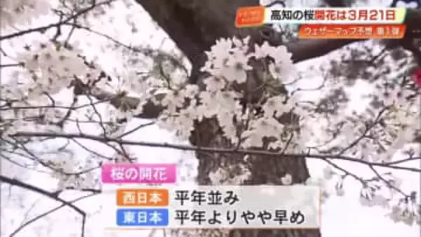 高知の桜、開花は3月21日ごろの予想　福岡に次ぎ全国2番目の早さ、満開は30日ごろの見込み