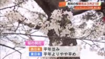 高知の桜、開花は3月21日ごろの予想　福岡に次ぎ全国2番目の早さ、満開は30日ごろの見込み