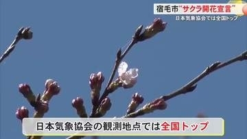 宿毛市が“日本一早い”桜の開花宣言　高知城は持ち越しに
