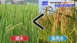 「今年の新酒造りピンチ　令和の米騒動で起きた酒米不足　食用米のコシヒカリで代用も【高知】」の画像1