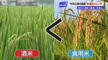 今年の新酒造りピンチ　令和の米騒動で起きた酒米不足　食用米のコシヒカリで代用も【高知】