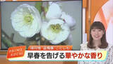 「「樹齢150年」の古木も…高知の老舗料亭・得月楼で「盆梅展」 龍のような名木が彩る」の画像1