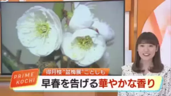 「樹齢150年」の古木も…高知の老舗料亭・得月楼で「盆梅展」 龍のような名木が彩る