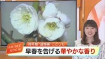 「樹齢150年」の古木も…高知の老舗料亭・得月楼で「盆梅展」 龍のような名木が彩る