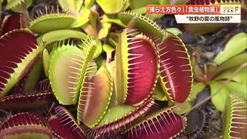 ユニークな食虫植物がずらり！ミジンコを一瞬で吸い込む植物も…牧野植物園で企画展【高知】