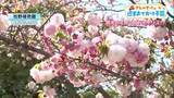 「今年の桜はまだ終わらない！高知県内の「週末お花見スポット」運が良ければ桜吹雪も楽しめる」の画像1