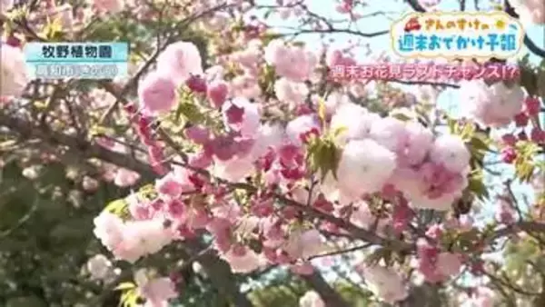 今年の桜はまだ終わらない！高知県内の「週末お花見スポット」運が良ければ桜吹雪も楽しめる