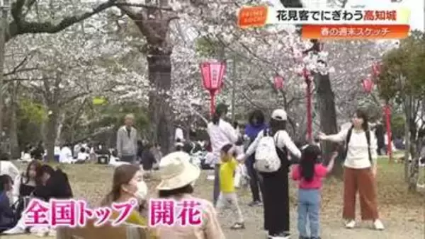 高知城の桜は“の～んびり”4分咲きも「人が咲いてます」　四万十川では沈下橋と桜の共演も