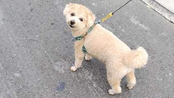 認知症リスク48%減でも“犬を飼えない”高齢者　「ペット終活」で最期まで愛犬と暮らす方法