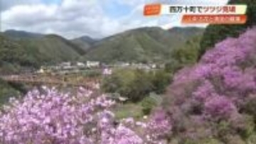 【四万十町】住民が20年近く育てる「フジツツジ」裏山に咲き誇る　見頃は今月中旬まで