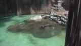 「猛暑に負けるな！のいち動物園の動物たちに氷のプレゼント」の画像1