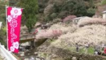 『梅の花 満開なのが きれいだな』土佐山で梅の花が見頃　地元小学生が俳句づくり【高知】