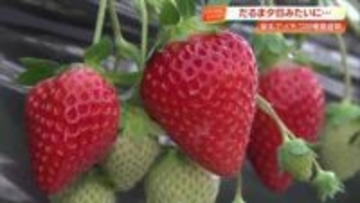 真っ赤に熟した『だるま苺』収穫最盛期　宿毛の風物詩・だるま夕日が名前の由来【高知】