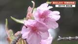 「雨に濡れしっとり美しい『河津桜』高知・四万十市で満開、三連休が見頃のピーク」の画像1