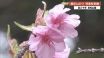 雨に濡れしっとり美しい『河津桜』高知・四万十市で満開、三連休が見頃のピーク