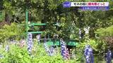 「GW《モネの庭》はスイレン見頃　高知・北川村で「思った以上にきれいで驚いています」」の画像1