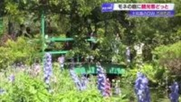 GW《モネの庭》はスイレン見頃　高知・北川村で「思った以上にきれいで驚いています」
