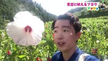 【高知】香北町に顔ほどの巨大花《フヨウ》600本「町を元気にしたい」83歳男性の生きがい