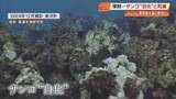 「高知県沿岸のサンゴ『9割死滅』地点も…“異常に高い”海水温が引き起こす「白化」とは」の画像1