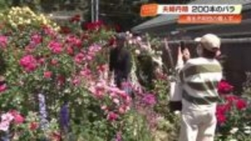 【高知】20年以上かけ夫婦で育てた200本の楽園　苦難を乗り越え咲き誇る「バラ園」が見頃