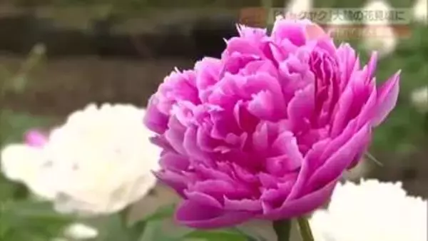 ＧＷにおすすめ！大輪のシャクヤク見頃「多くの人に見てほしい」祖父の意思受け継ぎ入園料は無料