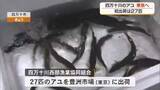 「四万十川の天然アユ、東京の豊洲市場に初出荷」の画像1