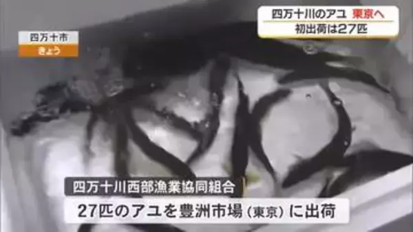 四万十川の天然アユ、東京の豊洲市場に初出荷