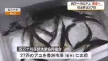 四万十川の天然アユ、東京の豊洲市場に初出荷