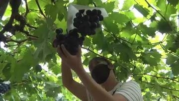 高知・大月町で「ブドウ狩り」始まる　暑い夏にぴったりの1房まるごと使ったジュースも