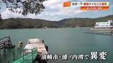 「「ほぼ全滅に近い」須崎・浦ノ内湾で何が…養殖マダイなど3490匹が“原因不明”の大量死【高知】」の画像1