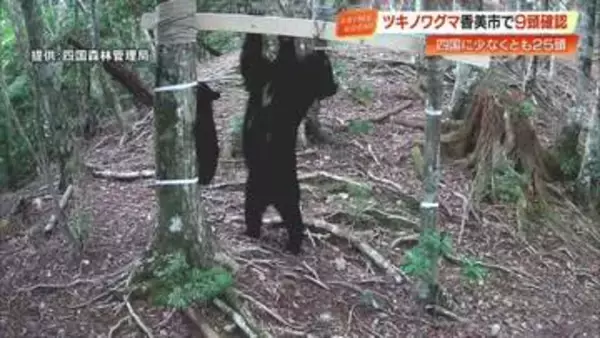 四国で「ツキノワグマ」絶滅危機　最新調査で25頭を確認　すみ分けによる「共存」の道は