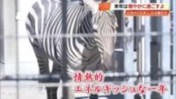 来年は60年に一度の『丙午』高知県で毎年恒例の「干支引き継ぎ式」