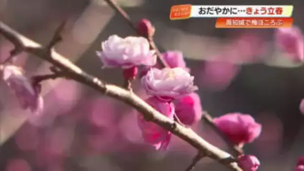 立春の高知城で梅の花が2分咲き「3月中旬並み」の暖かさで開花進む　見頃は2月中旬から