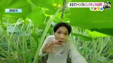 土佐の巨大野菜『リュウキュウ』は1週間で70センチ伸びる？ハウスの中はまるでジャングル【高知】