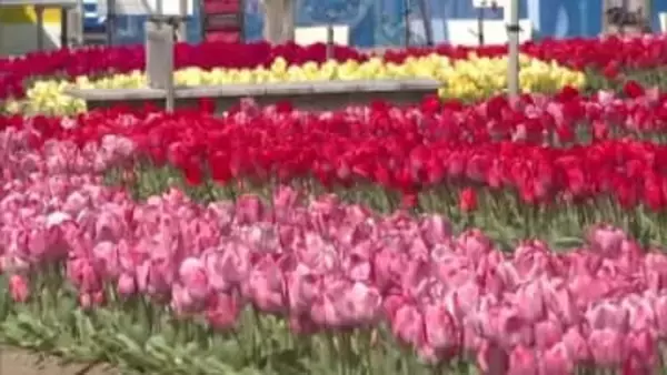 個性豊かな100品種・11万本の「チューリップ」が見頃　香南市で『かがみ花フェスタ』開催【高知】