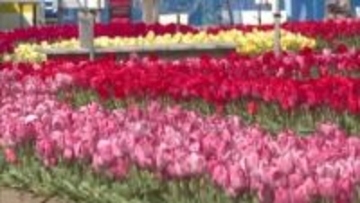 個性豊かな100品種・11万本の「チューリップ」が見頃　香南市で『かがみ花フェスタ』開催【高知】