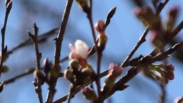 なるか？日本一早い“開花宣言”高知・宿毛市、独自の“標本木”に1輪開花