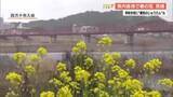 「【高知】四万十川・赤鉄橋そばで『菜の花』が見頃　あすから『菜の花まつり』も開催」の画像1