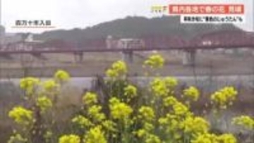 【高知】四万十川・赤鉄橋そばで『菜の花』が見頃　あすから『菜の花まつり』も開催