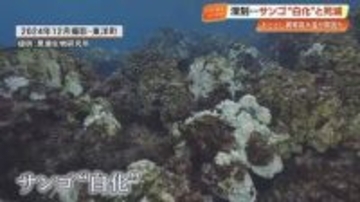 絶景の海で何が…美しきサンゴを襲う「白化現象」と足元に迫る気候変動の危機【高知】