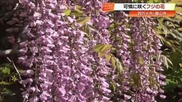 春風に揺れるフジの花　四万十市の名所・香山寺で400本以上が見頃迎える【高知】