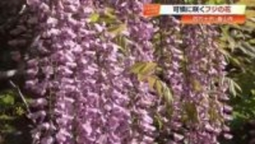 春風に揺れるフジの花　四万十市の名所・香山寺で400本以上が見頃迎える【高知】