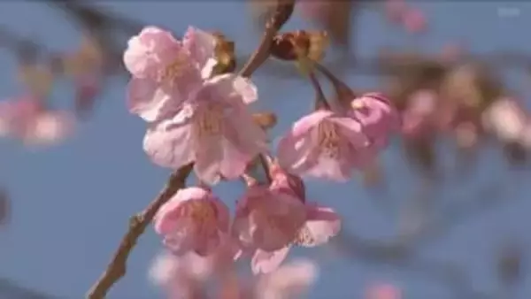 淡路市の国営明石海峡公園　早咲きのカワヅサクラが開花
