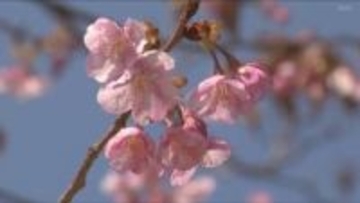 淡路市の国営明石海峡公園　早咲きのカワヅサクラが開花