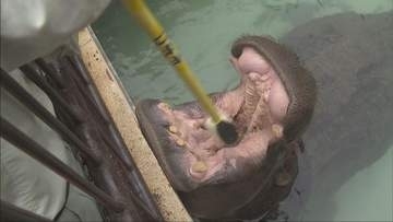 動物園のアイドル　カバの「キボコ」が歯磨き　園児たちのお手本に