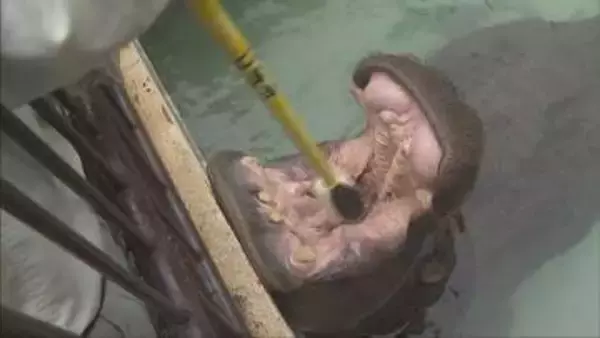 動物園のアイドル　カバの「キボコ」が歯磨き　園児たちのお手本に