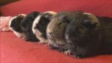 姫路セントラルパークで動物たちとひな祭りを楽しむイベント開催