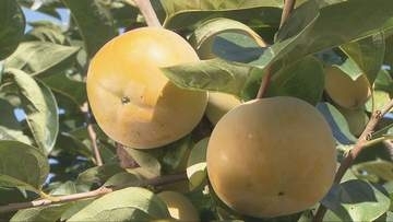 シャキシャキの触感が魅力　「太秋柿」の出荷がピーク