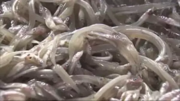 播磨灘 3月17日にイカナゴシンコ漁解禁決定　大阪湾は3年連続休漁