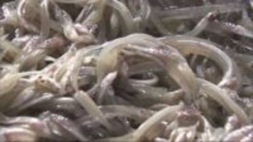 播磨灘 3月17日にイカナゴシンコ漁解禁決定　大阪湾は3年連続休漁